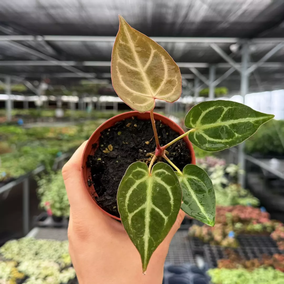 Anthurium Mag x Dorayaki Specifc 4” Pot 9124ZSP | F | thumbnail