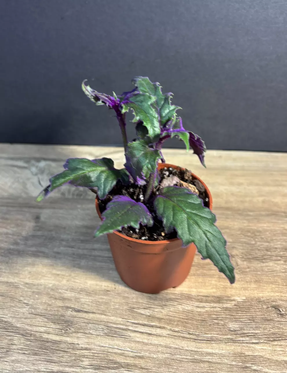 Gynura Aurantiaca Purple Passion 3" - grower’s choice thumbnail