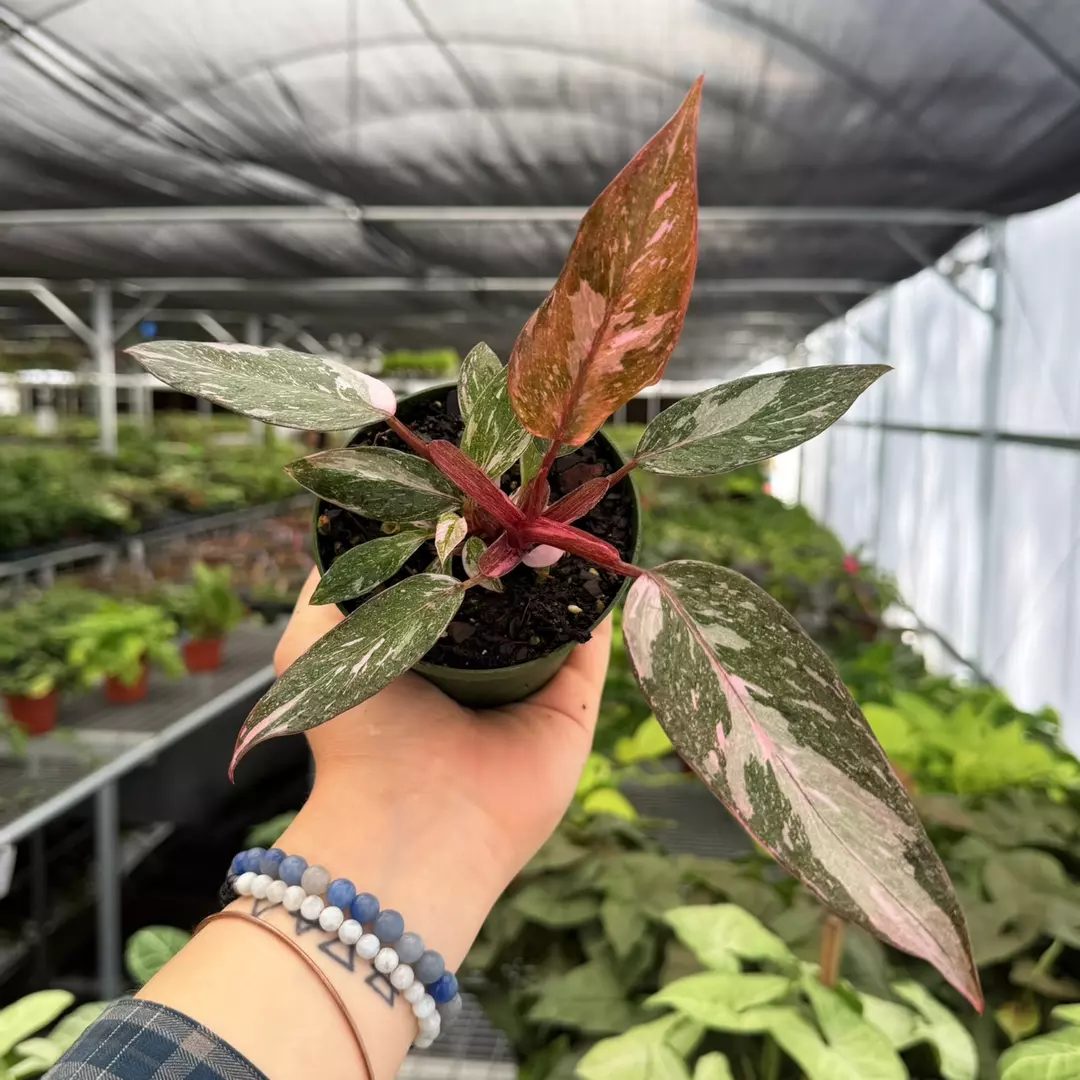 Philodendron Marble Galaxy Pink Princess Specific 4” Pot 9121ZSP | F | thumbnail