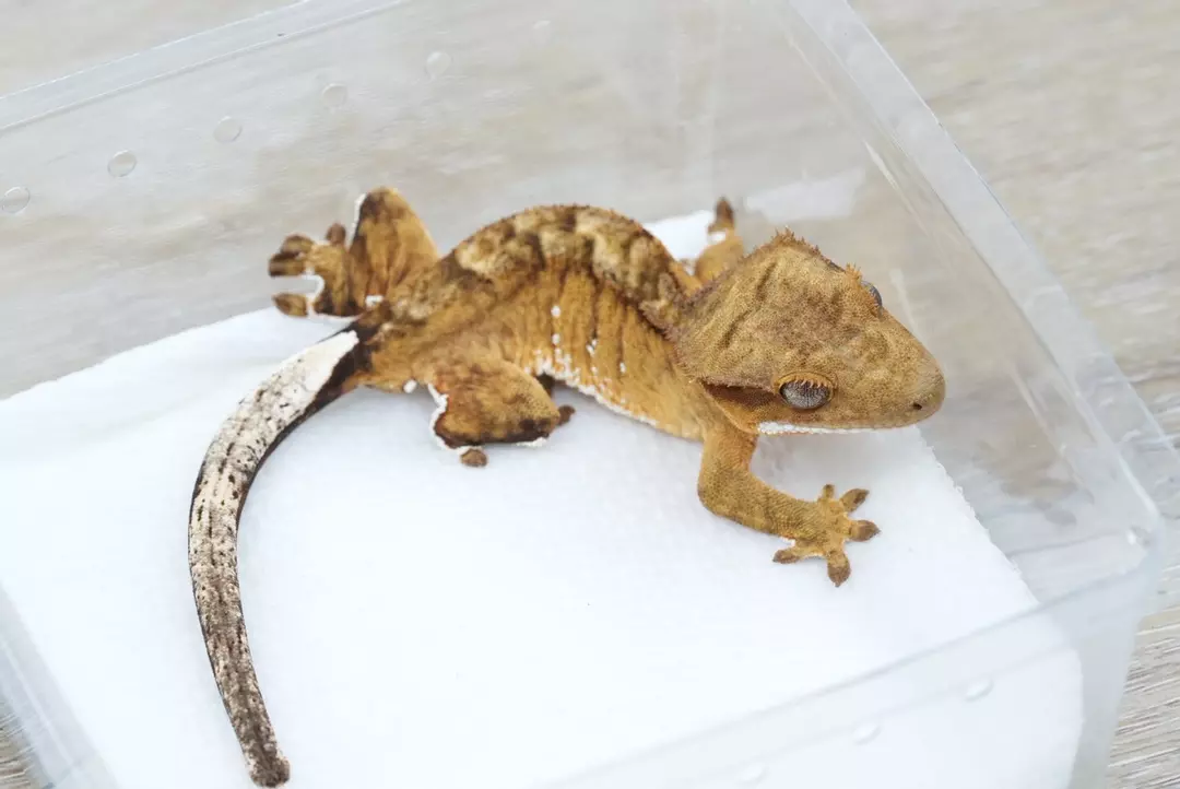 #563 11g male tiger (rock x age) thumbnail