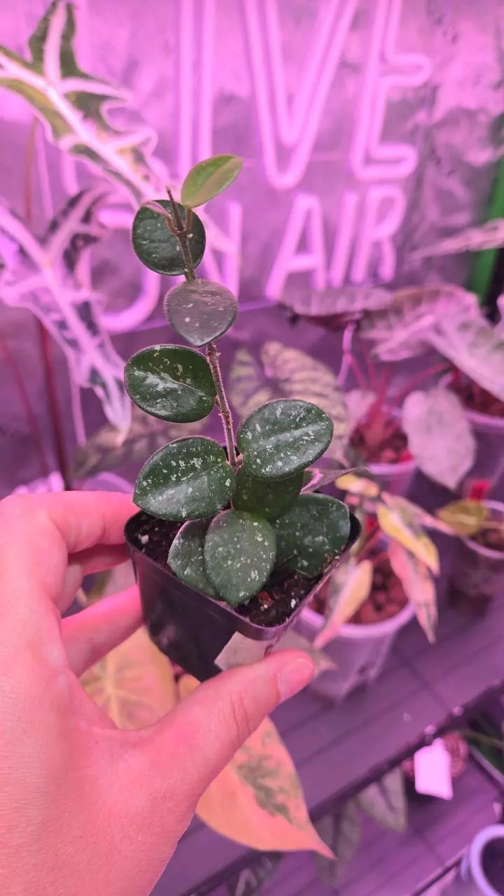 Hoya Mathilde splash thumbnail
