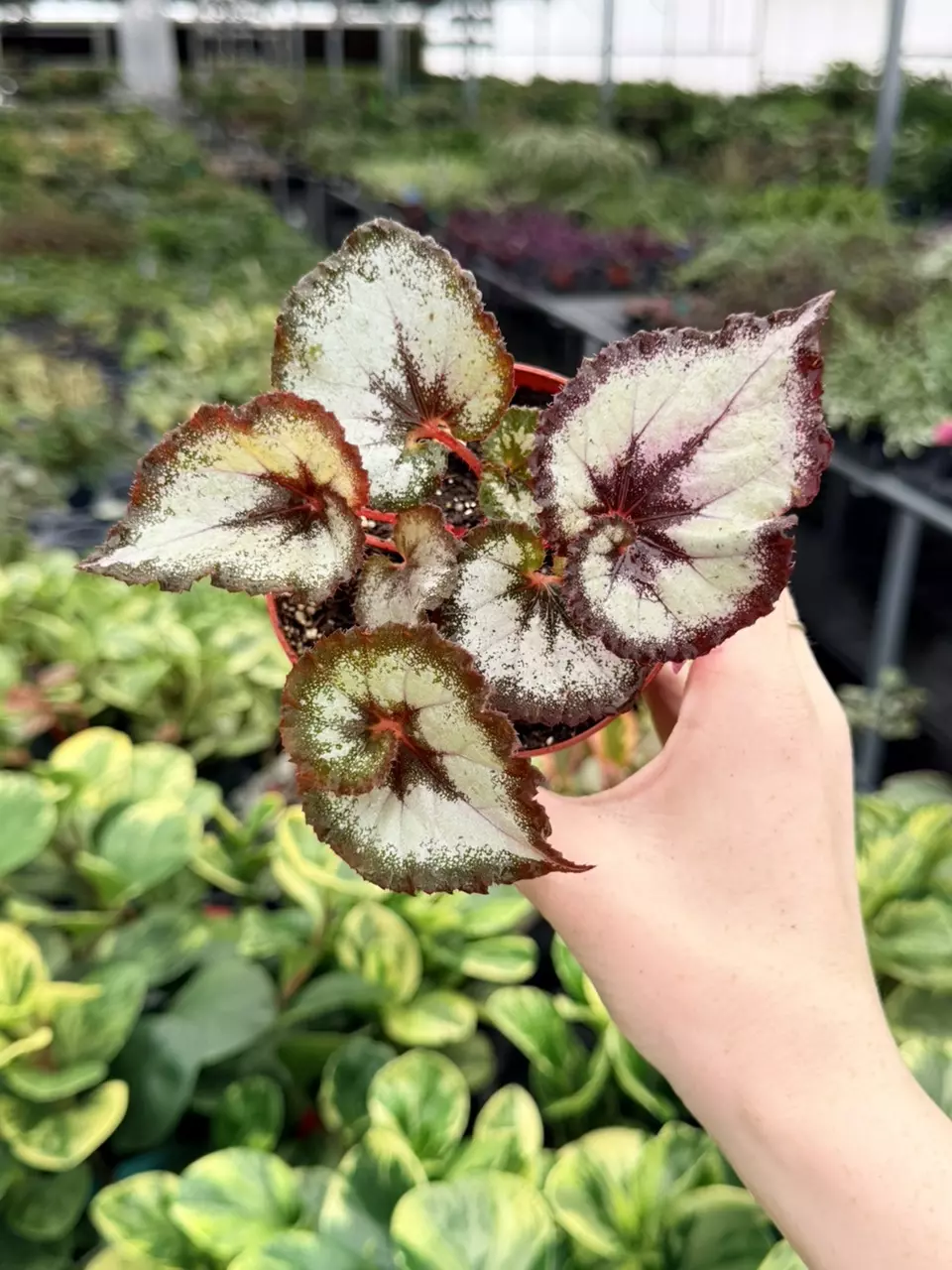 Begonia Harmony’s Vertigo Specific 4” Pot 9053FEP | F thumbnail