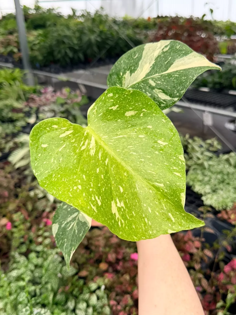 Monstera Thai Constellation Specific 4” Pot 9040FEP | F thumbnail