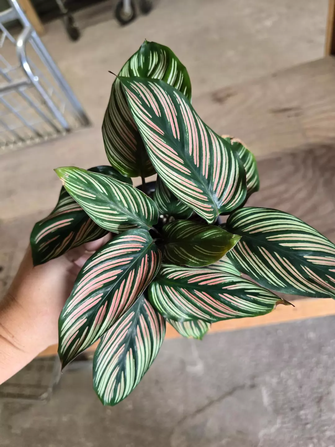 4in Calathea white star GC thumbnail