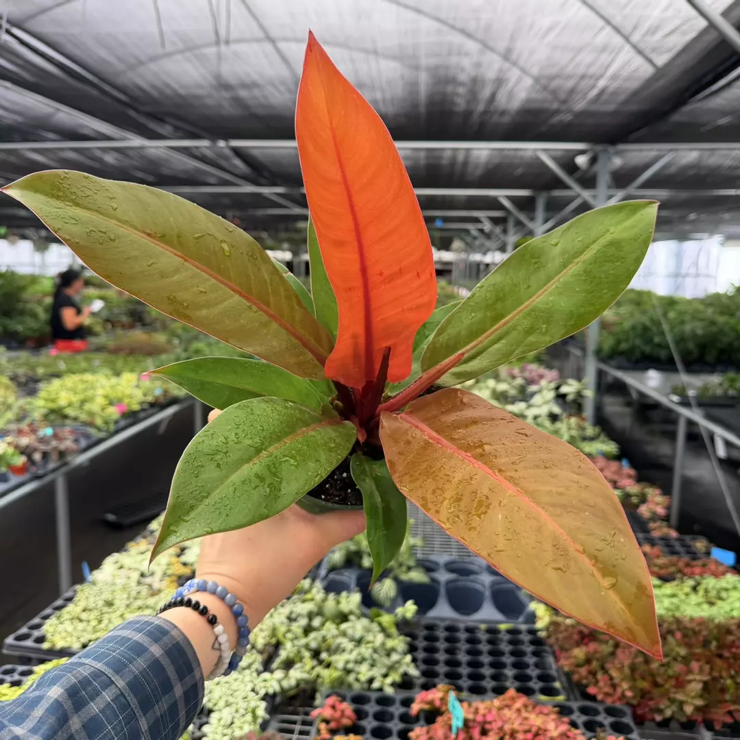 Philodendron Prince of Orange Specific 6” Pot 9126ZSP | F | thumbnail