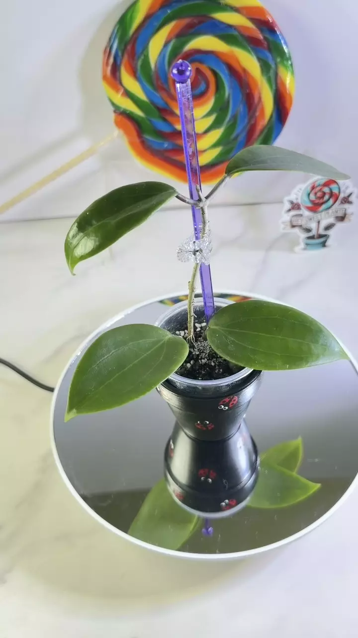 Hoya RHM 2561 (Hoya AH 733 OP) thumbnail