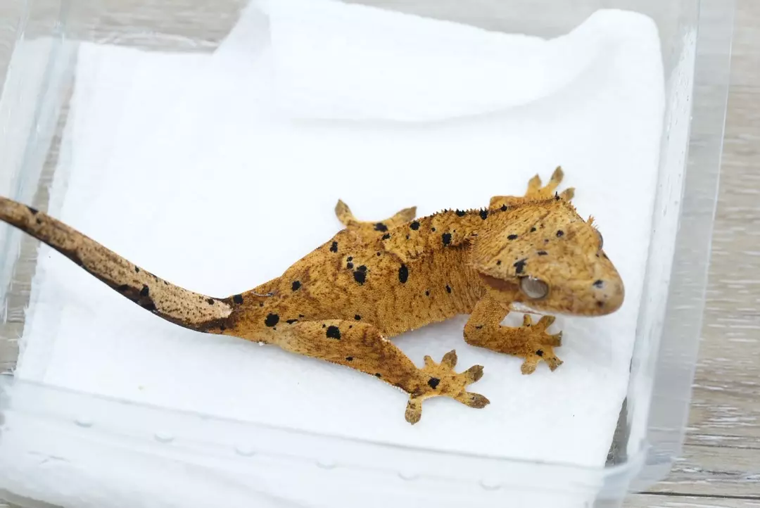 #544 10g npv c4 x archer Dalmatian thumbnail