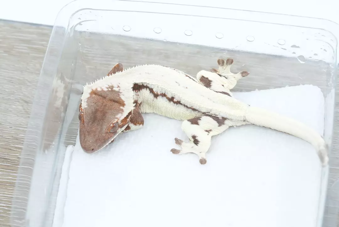 #548 14g npv highway lily white het empty back thumbnail