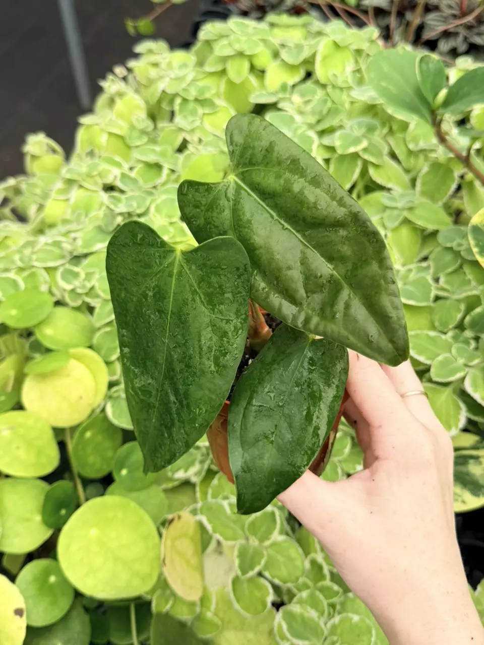 Anthurium SP Napo Specific 4” Pot 9041FEP | F thumbnail