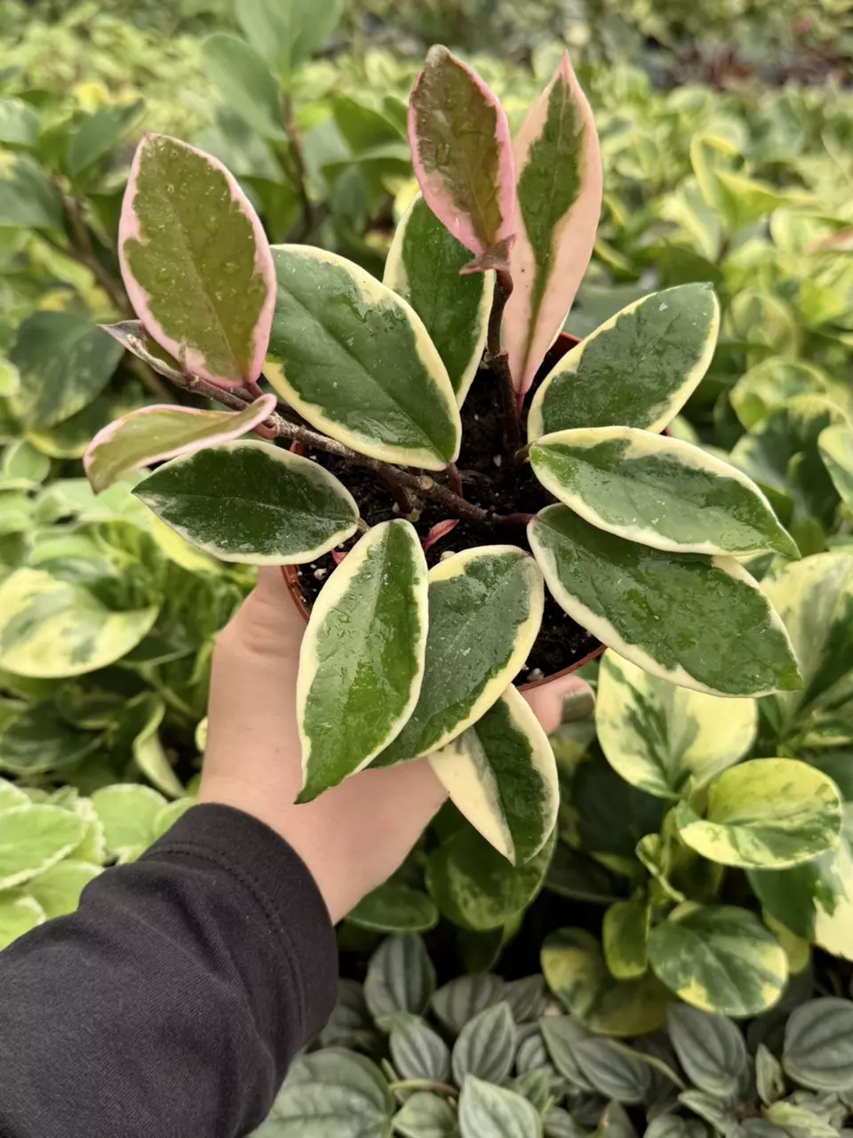 Hoya Krimson Queen Specific 4” Pot 9200LSP | FF thumbnail