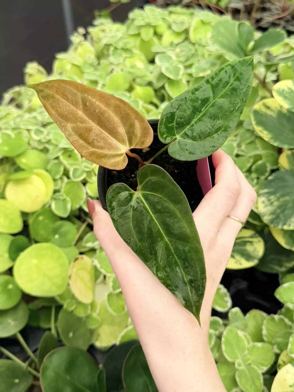 Anthurium Xone x MBR Specific 4” Pot 9042FEP | F thumbnail