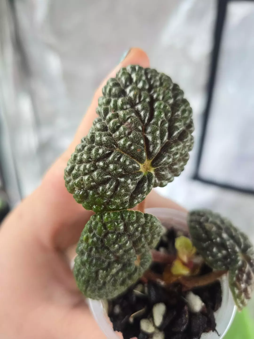 Begonia bullatifolia - 2" thumbnail