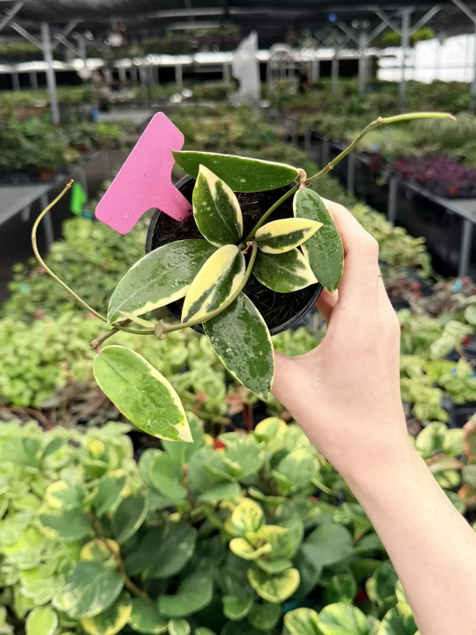 Hoya Acuta Variegated Specific 4” Pot 9050FEP | F thumbnail