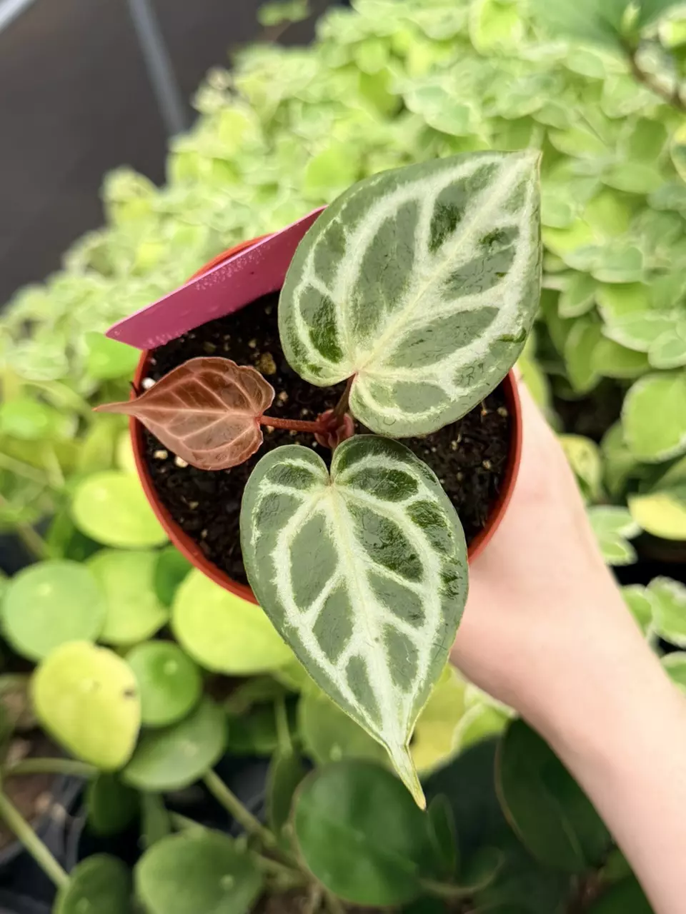 Anthurium MBR x KOS Red Specific 4” Pot 9046FEP | F thumbnail