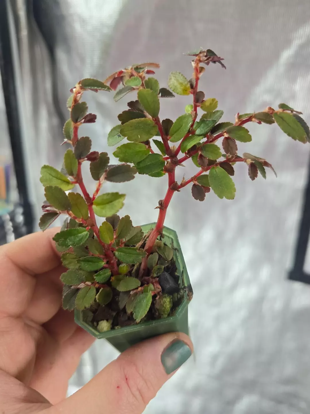 Begonia foliosa 2", very well-rooted thumbnail