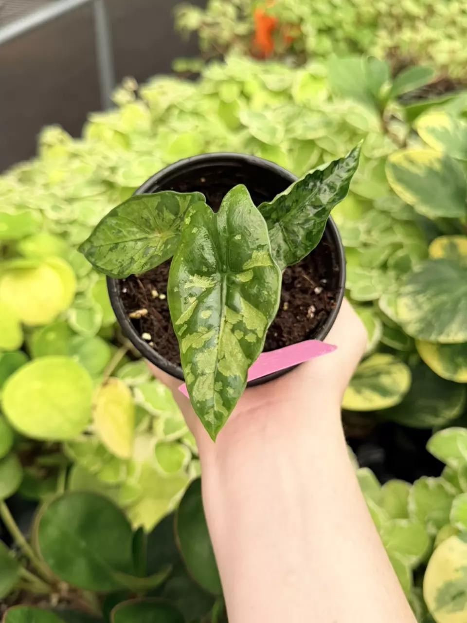 Alocasia Shattered Glass Specific 4” Pot 9045FEP | F thumbnail