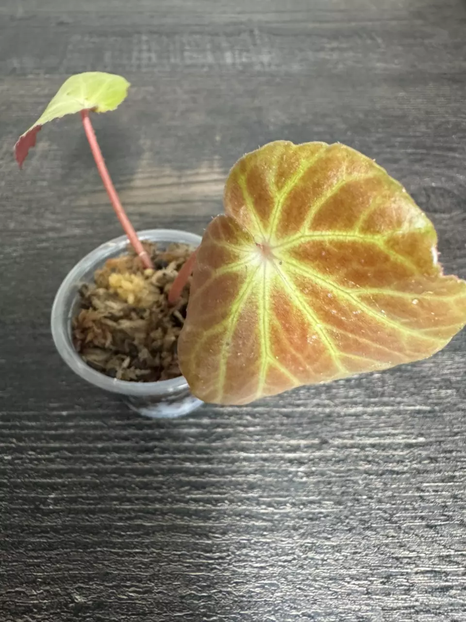 Begonia U514 thumbnail
