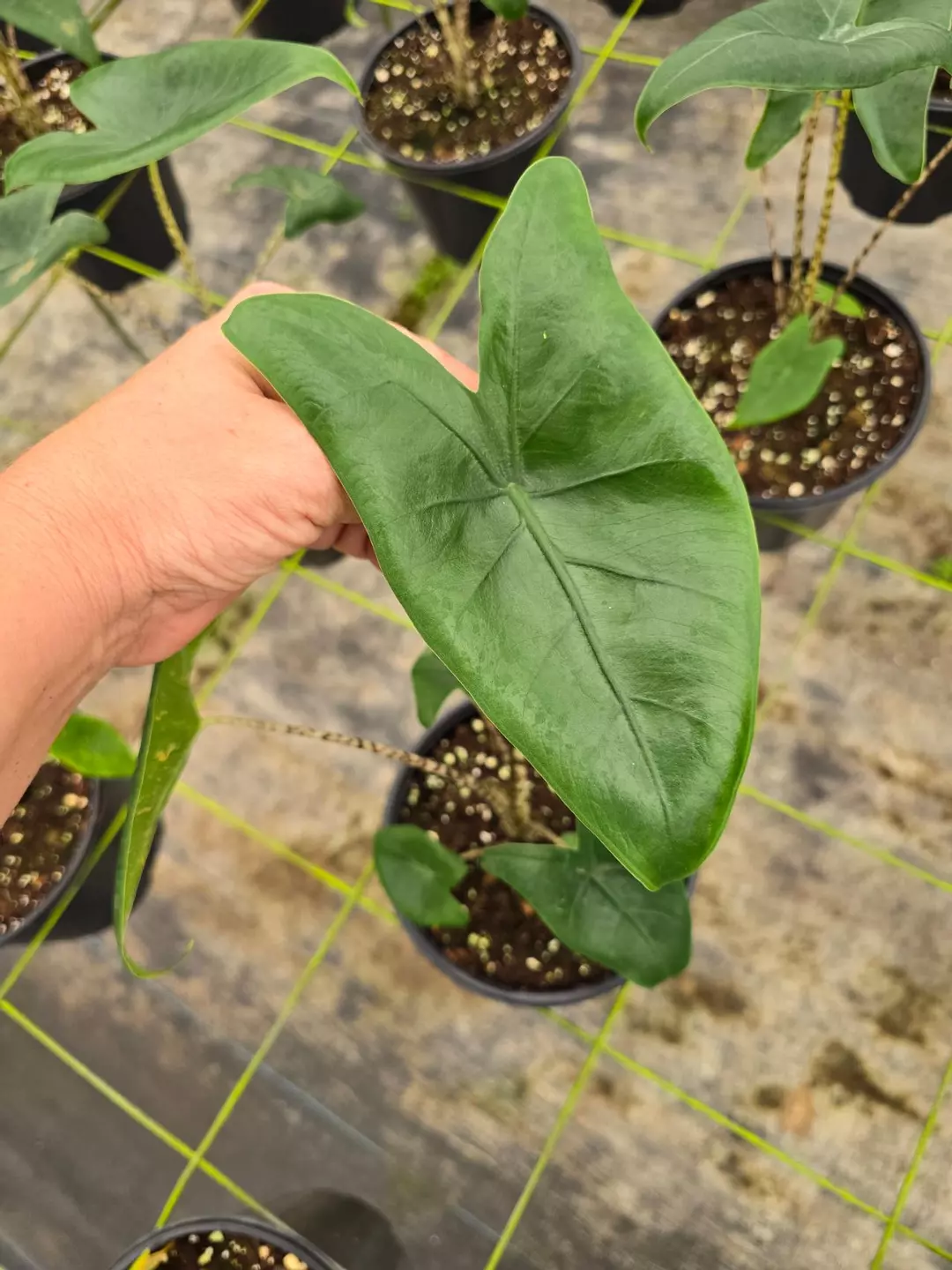 6in Alocasia Zebrina GC thumbnail