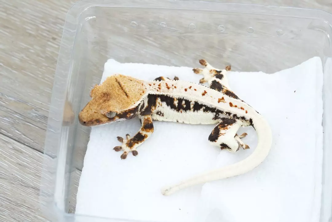 #565 10g male 66% het axanthic lily thumbnail