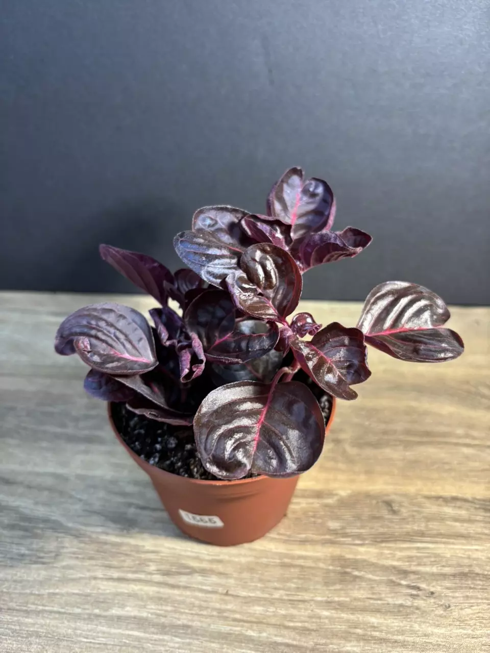 Iresine herbstii - Blood leaf/ Chicken Gizzard 4” - grower’s choice thumbnail