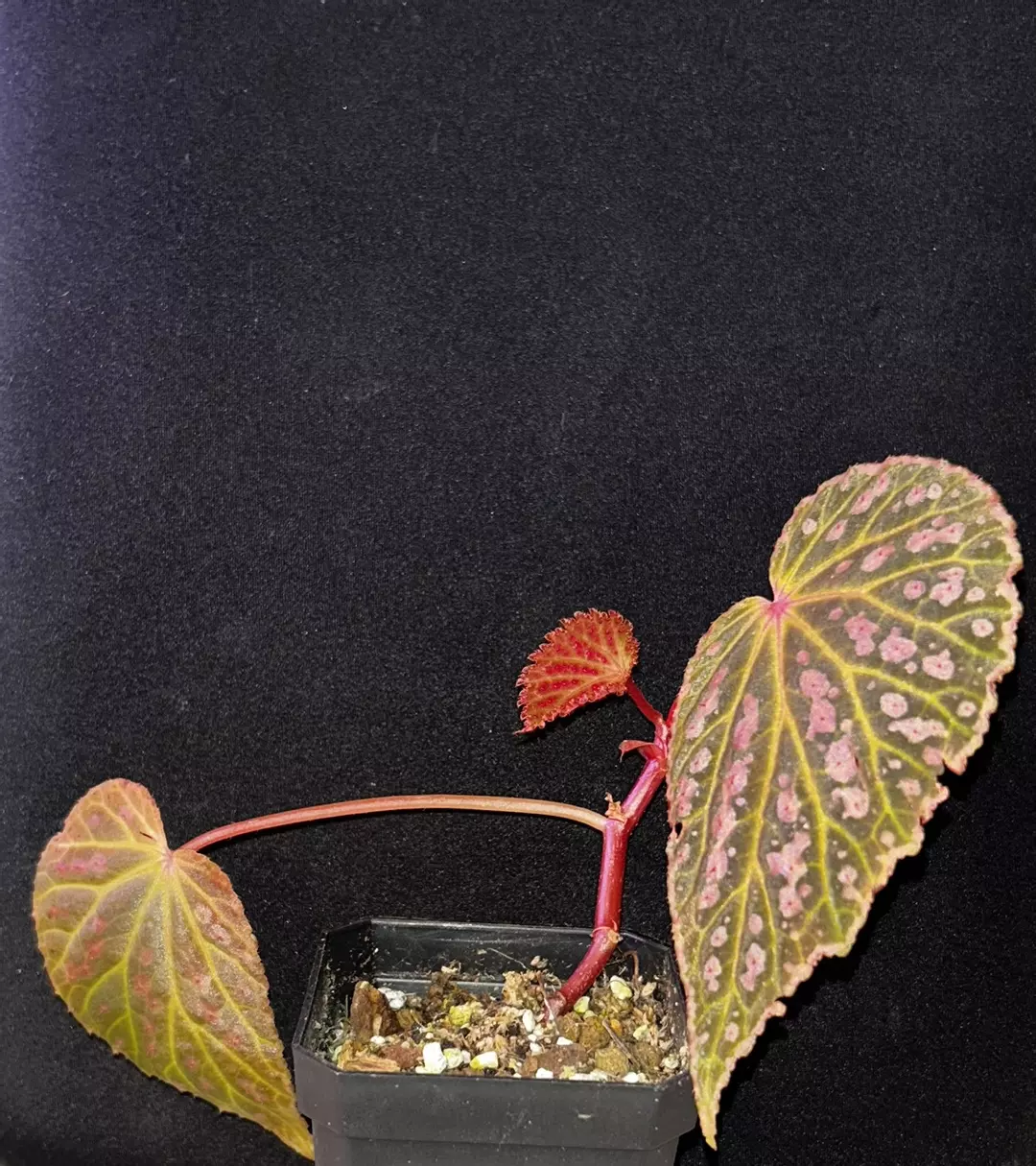 Begonia ‘superchloro’ thumbnail