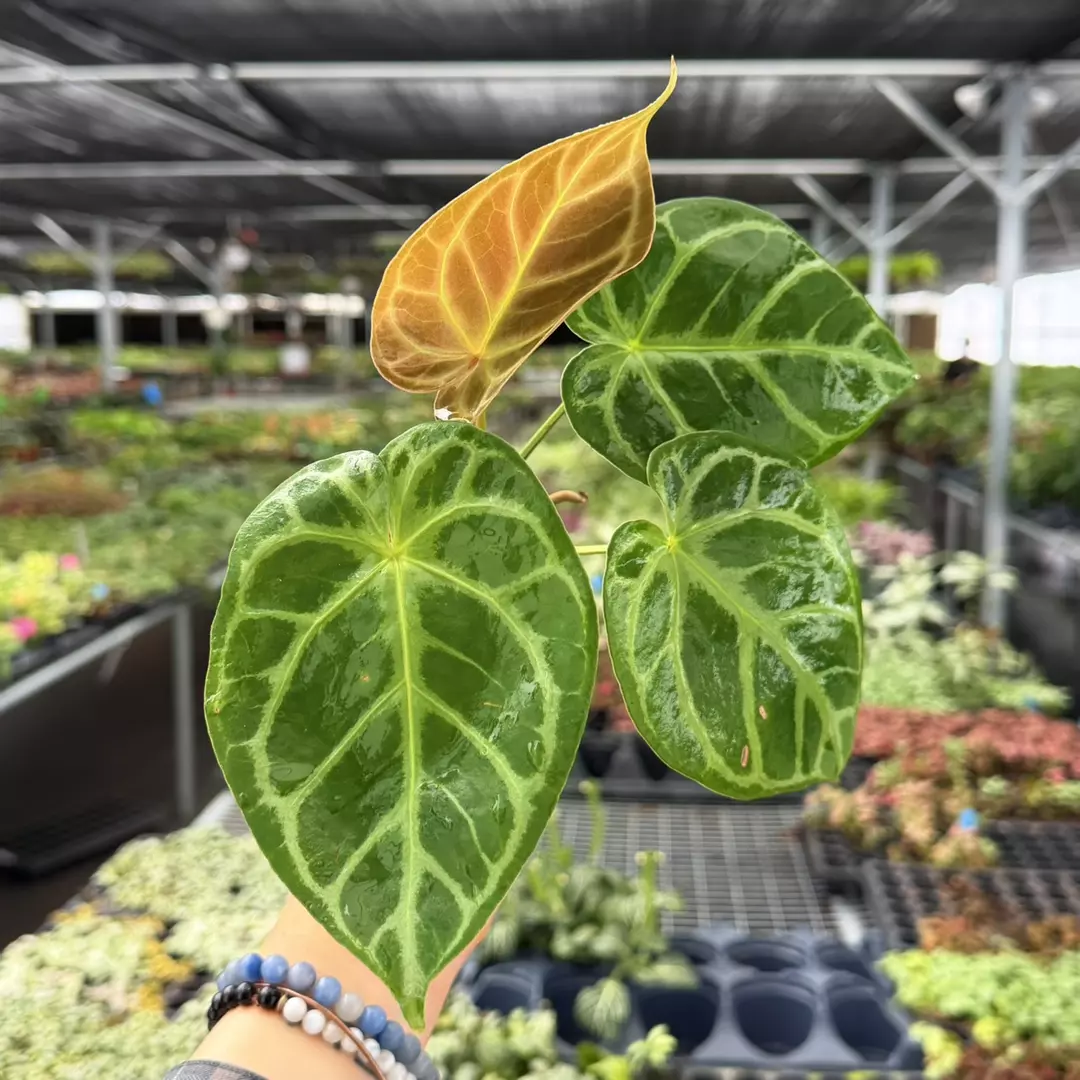 Anthurium Starter NO ID Specific Starter 9127ZSP | F | thumbnail