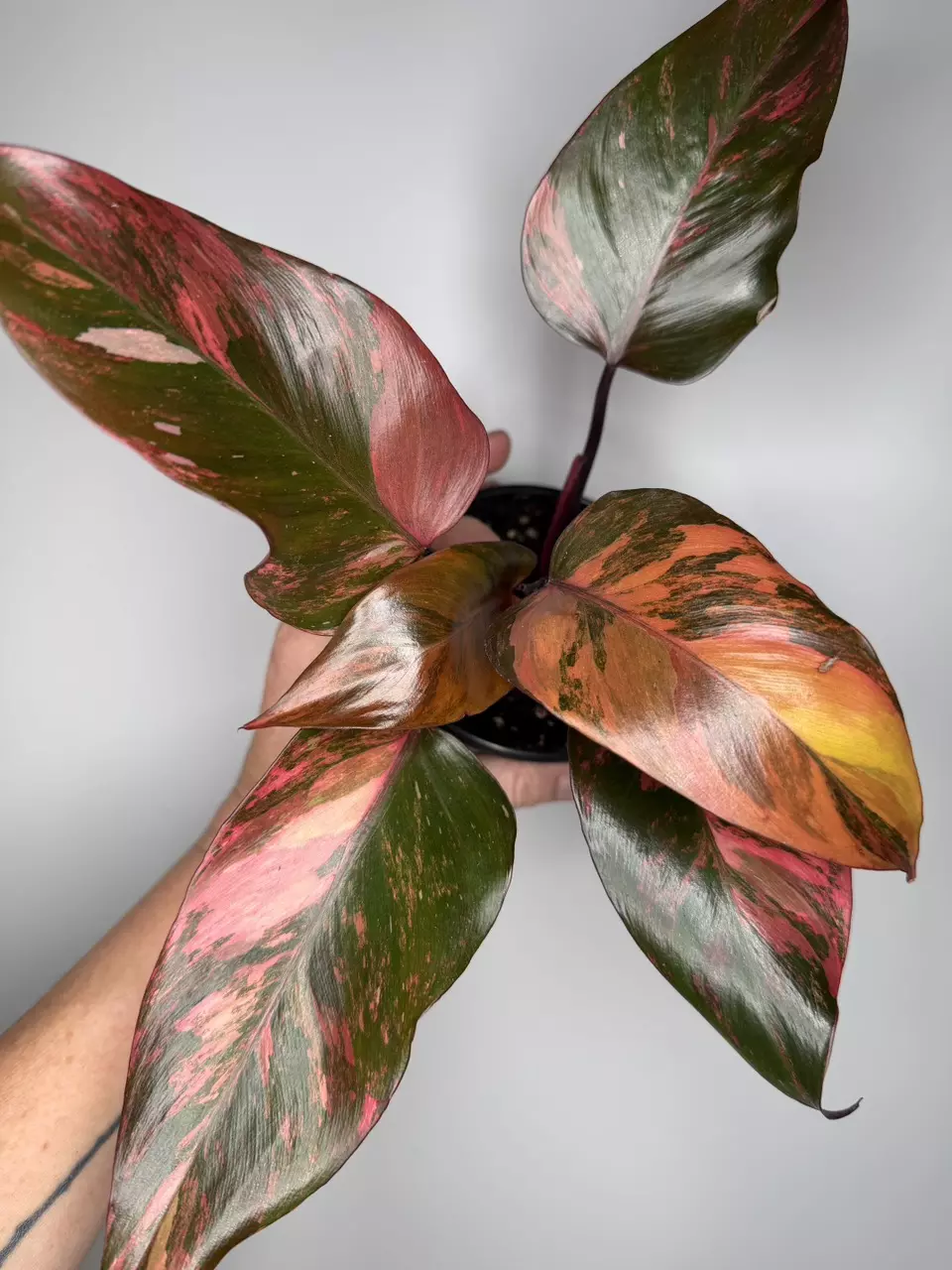 Philodendron Fire Princess thumbnail