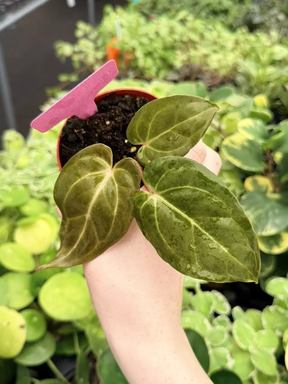 Anthurium Goliath x Carla Specific 4” Pot 9049FEP | F thumbnail