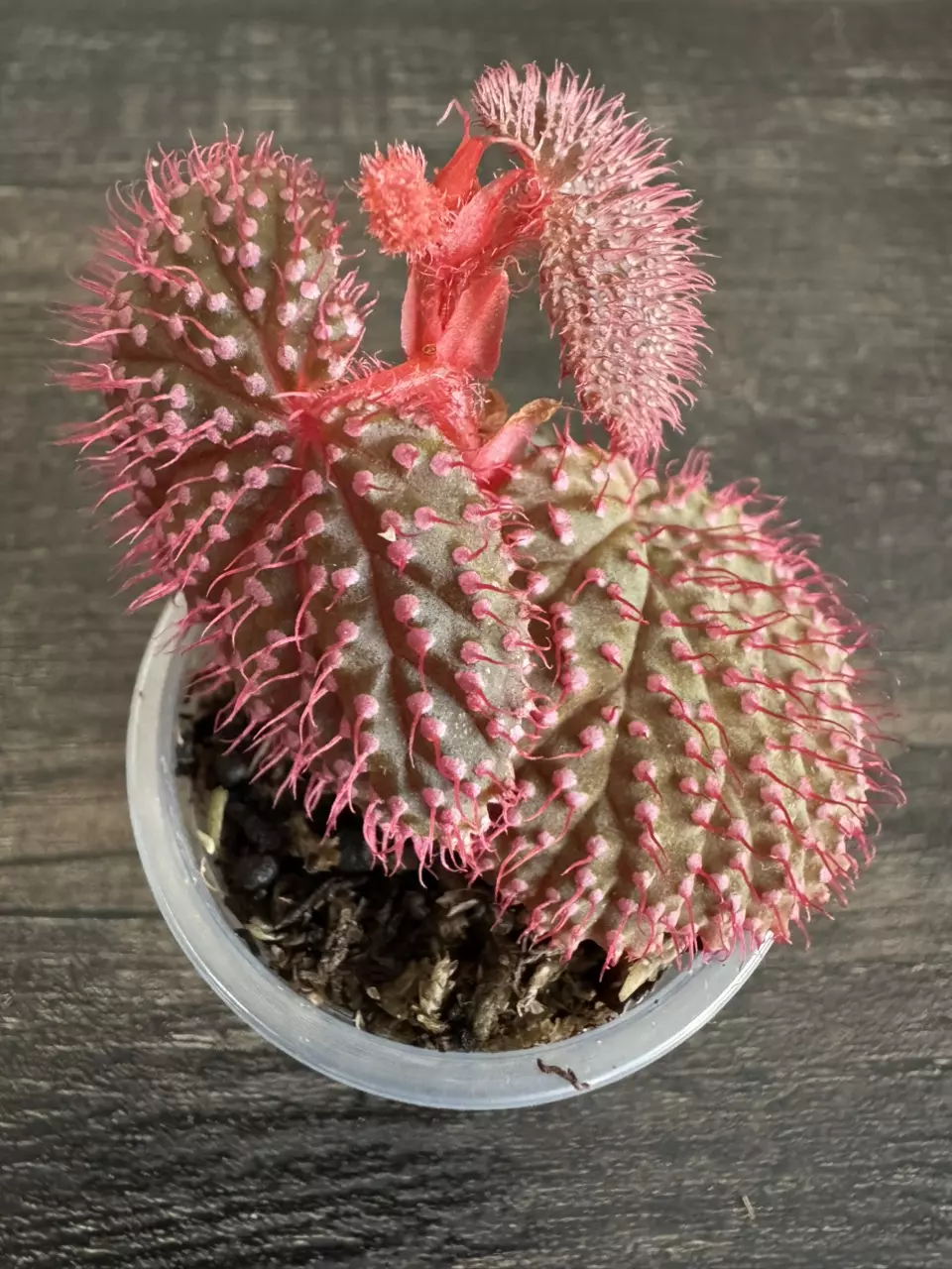 Begonia 'Pink Urchin' thumbnail