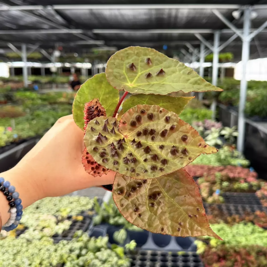 Begonia Ferox Specific 4” Pot 9109ZSE | F | thumbnail