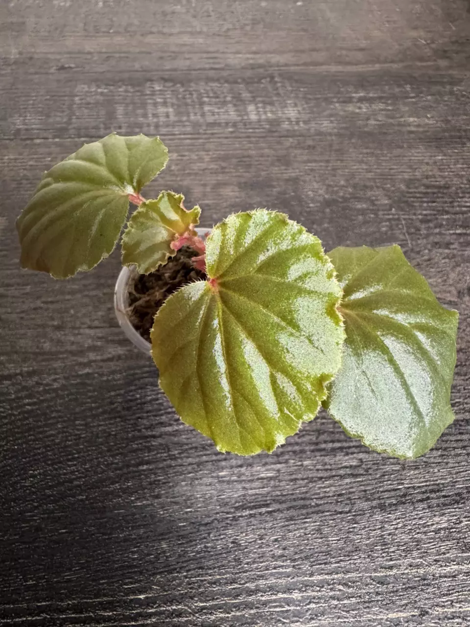 Begonia cucullata ‘Pink Variegated’ (revert?) thumbnail