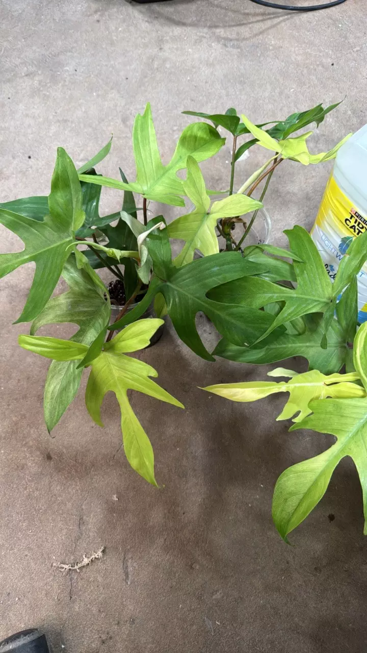 Growers Choice Florida Ghost Mint Philodendron thumbnail