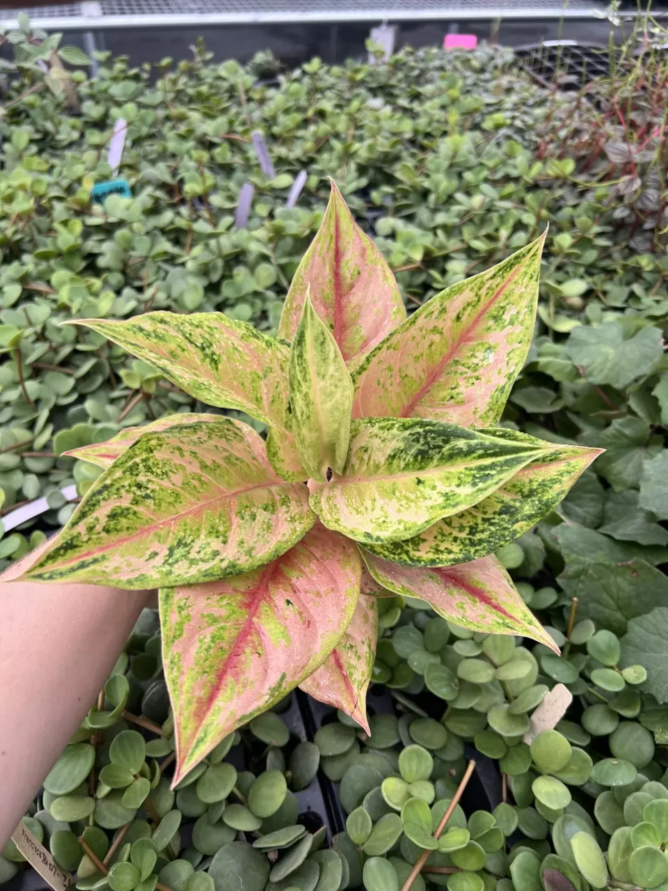 Aglaonema Prakaiphet 4” pot growers choice thumbnail
