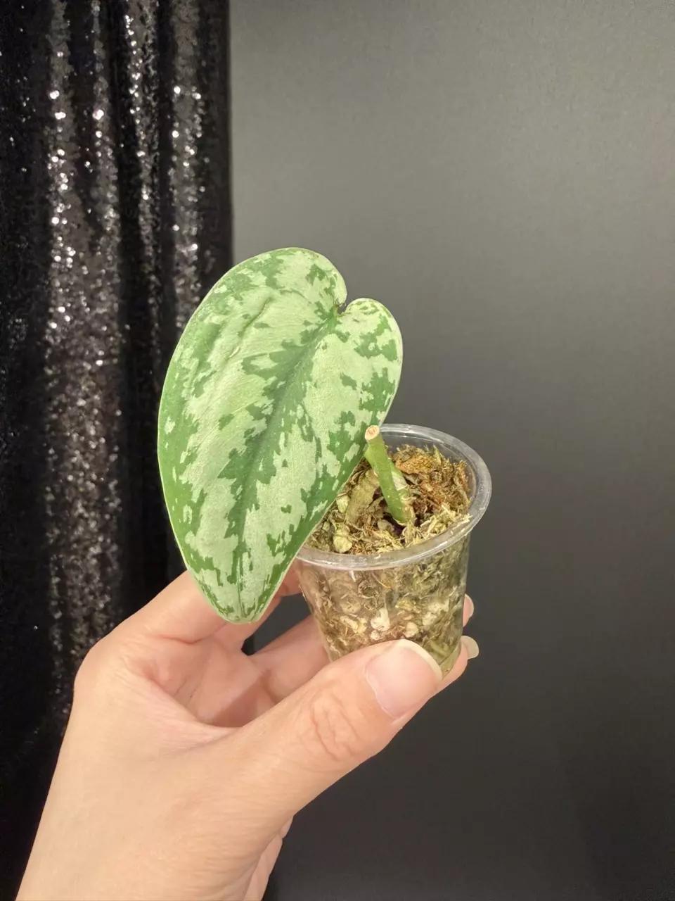 Scindapsus Sierra, Rooted cutting thumbnail