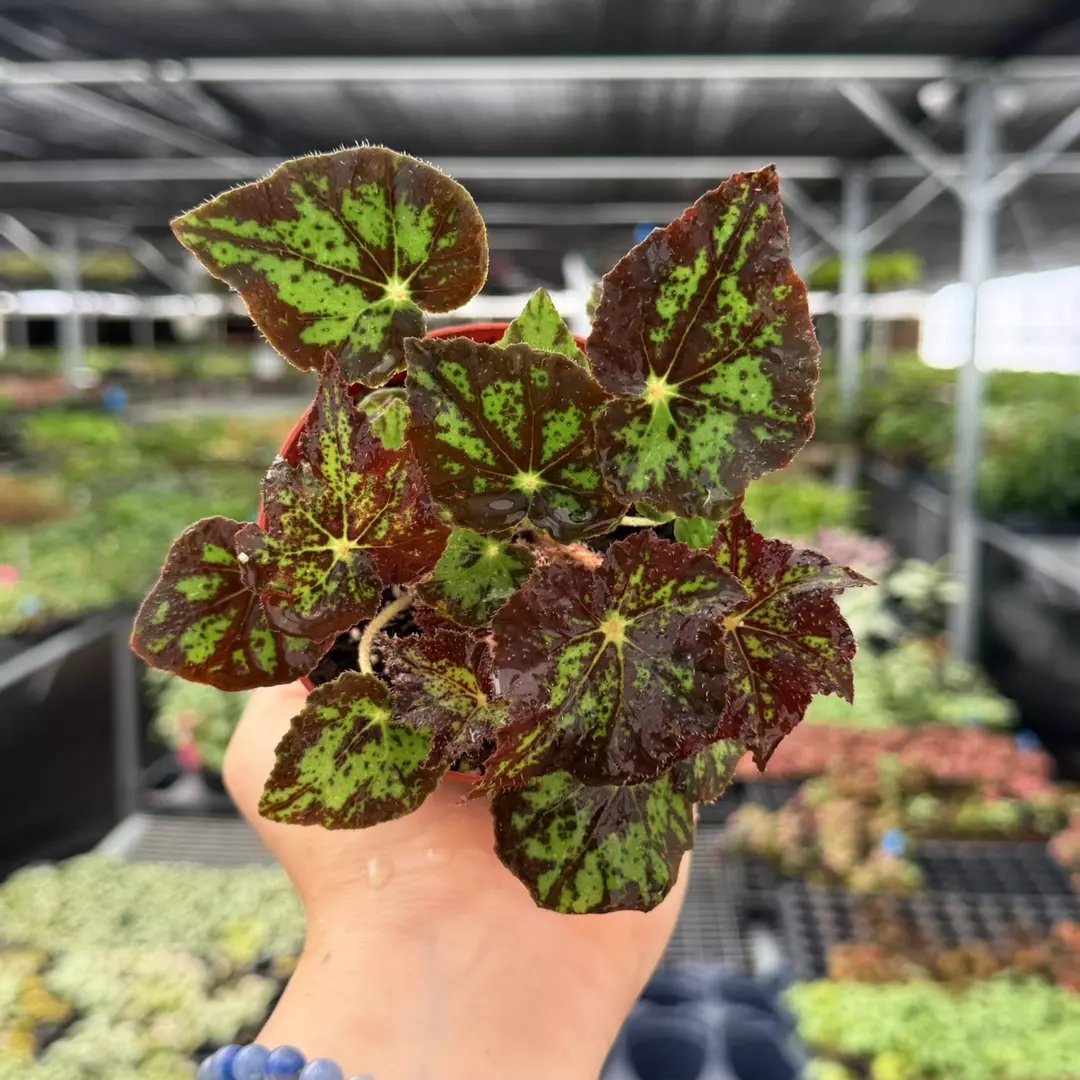 Begonia U578 Specific 4” Pot 9111ZSP | F | thumbnail