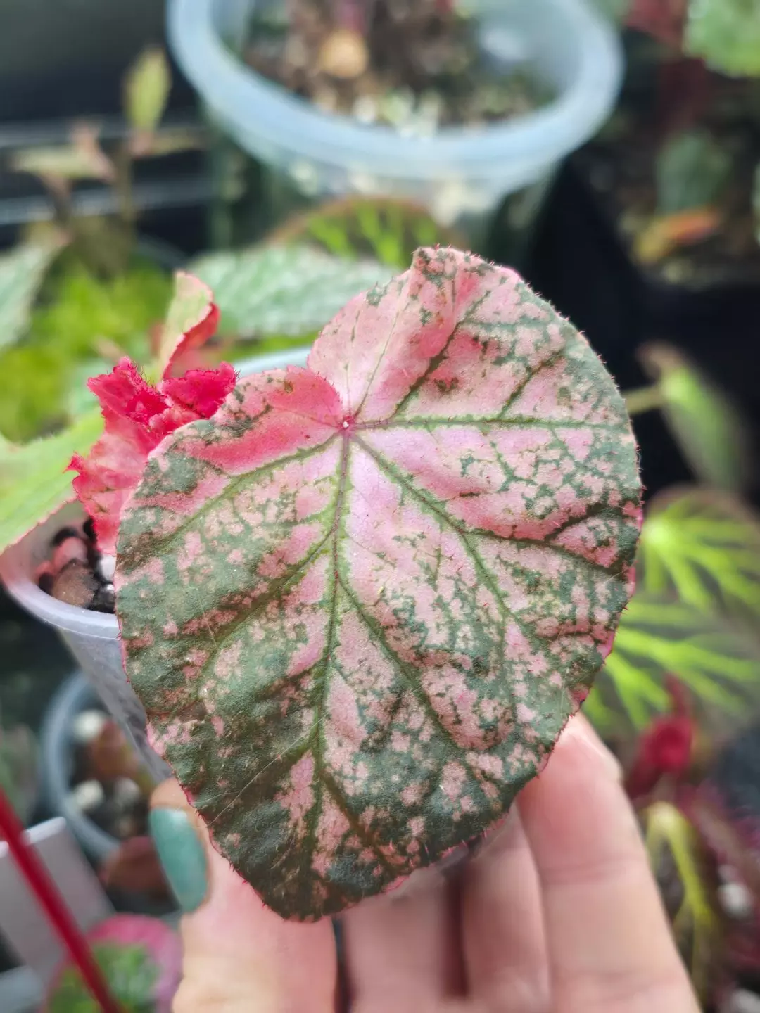 Begonia Midnight Sun thumbnail