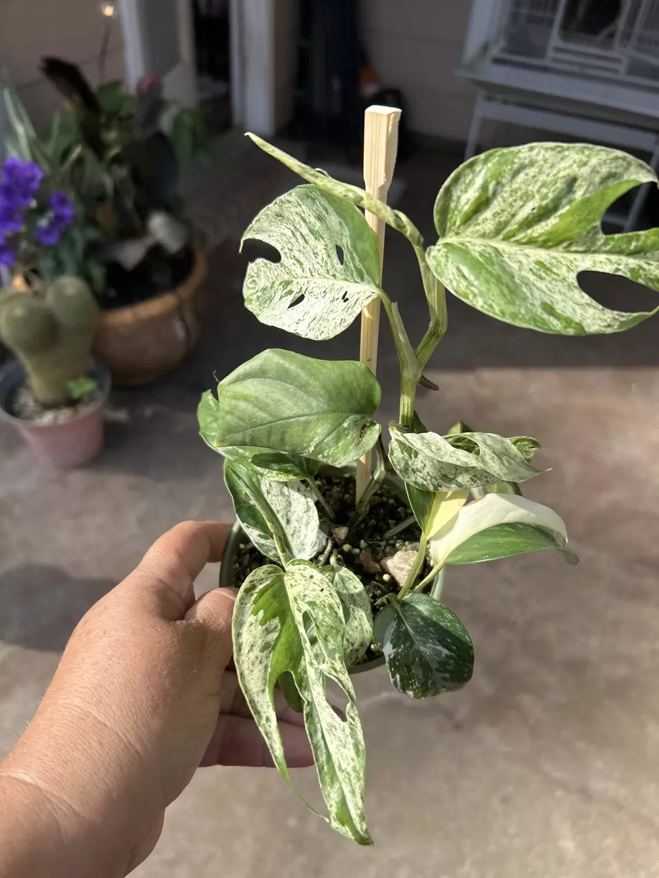 Epipremnum Pinnatum marble/albo thumbnail