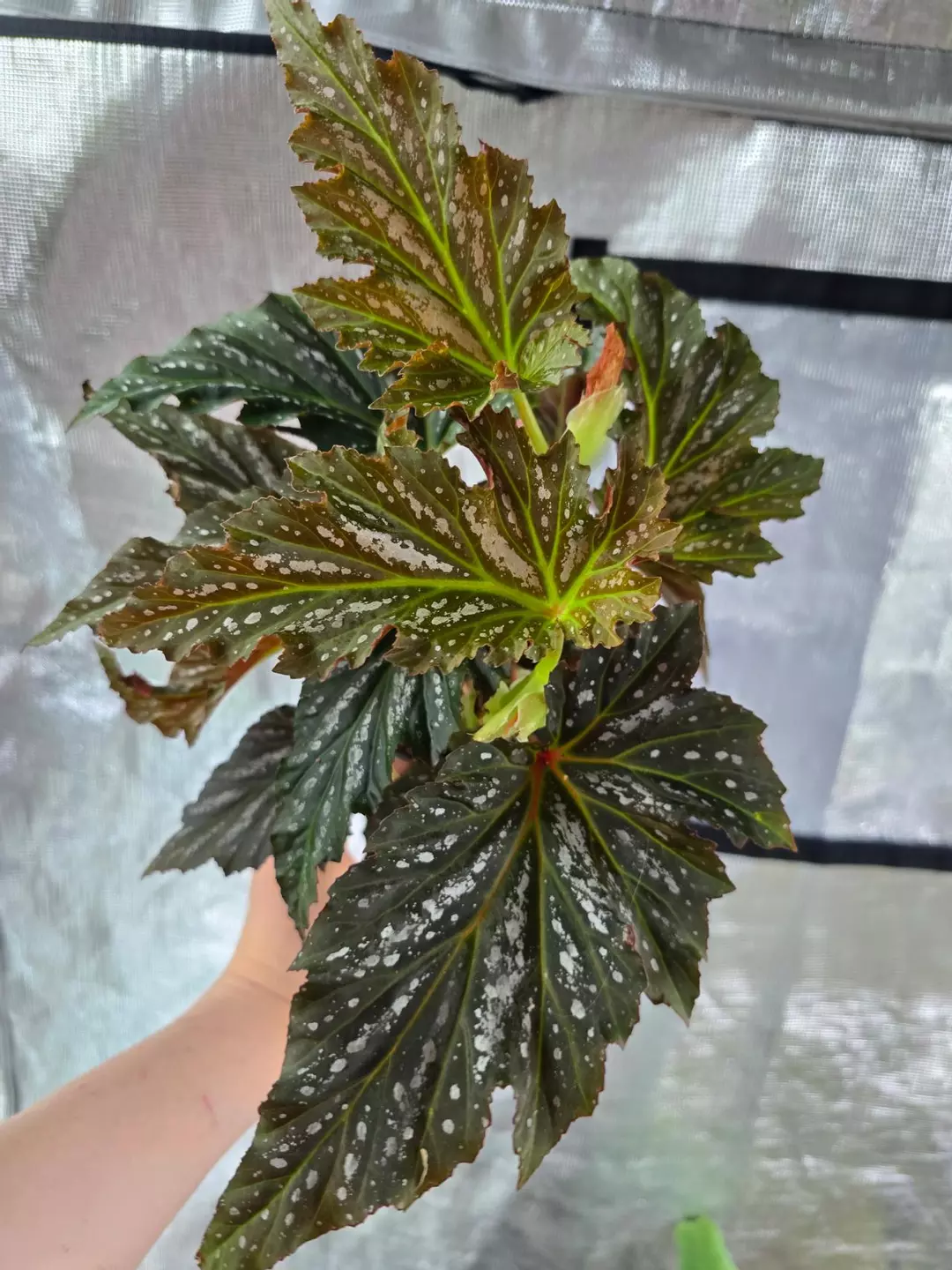 Begonia Lana - very large/mature thumbnail