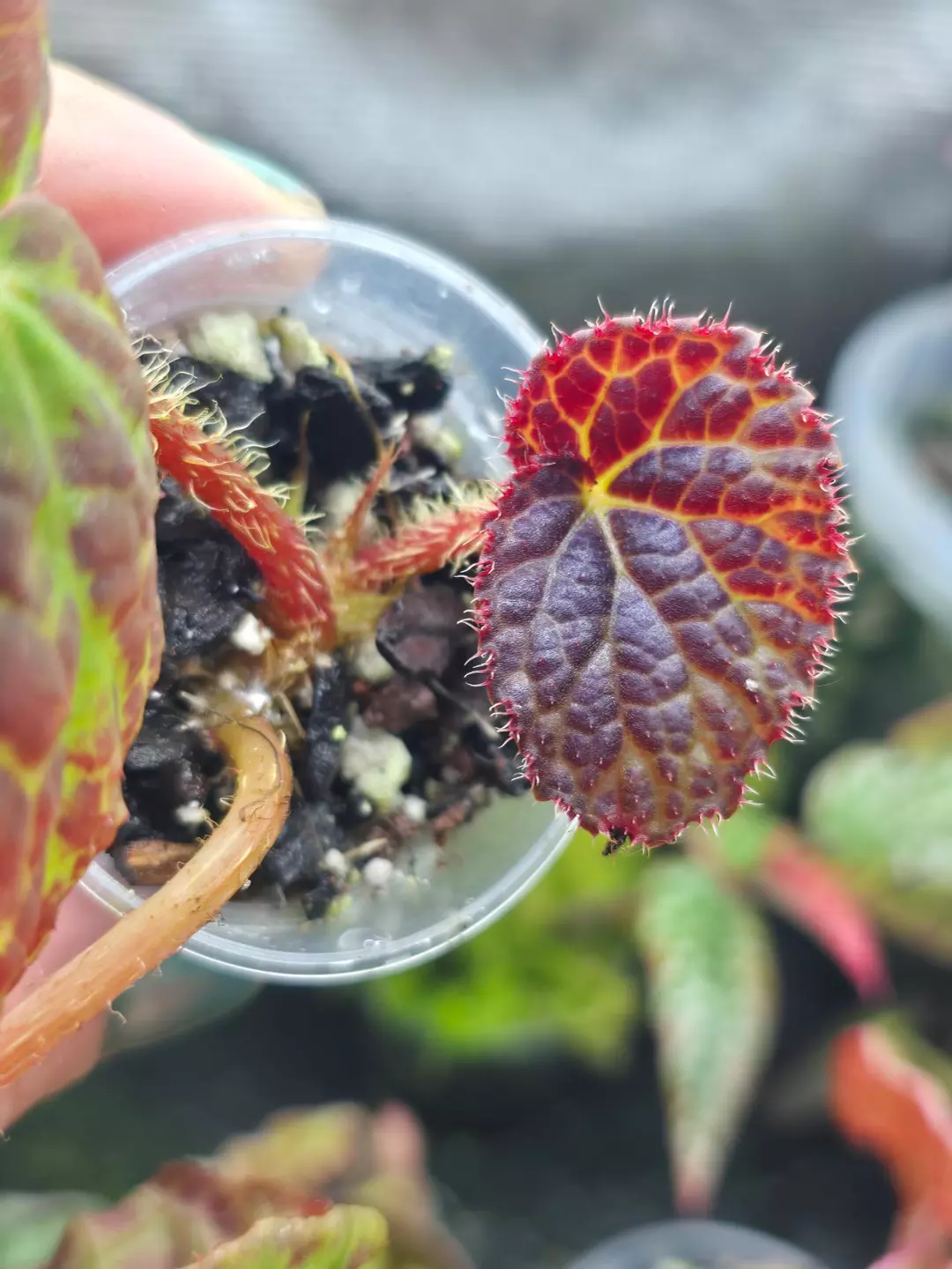 Begonia Rockii - 2" thumbnail