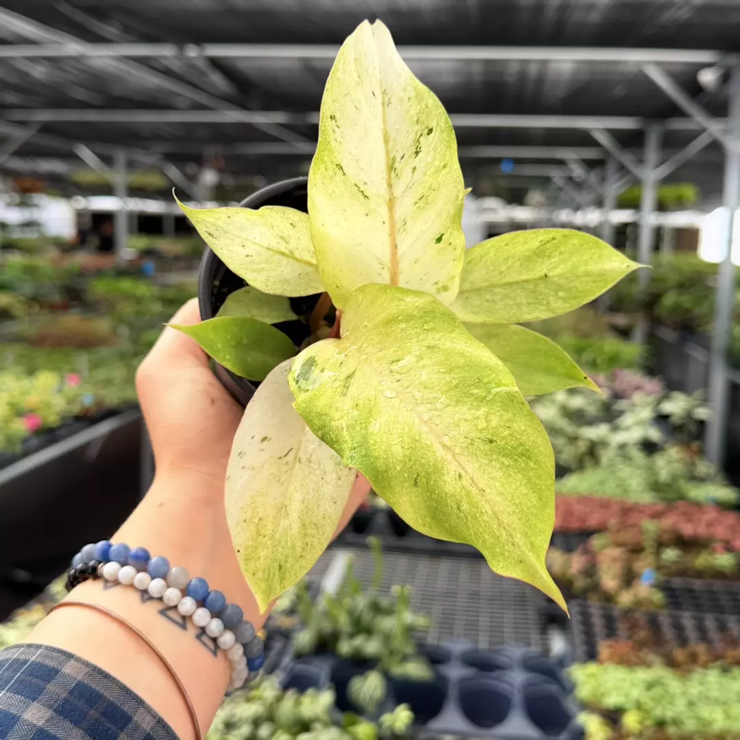 Philodendron Snow Drift Specific 4” Pot 9113ZSP | F | thumbnail
