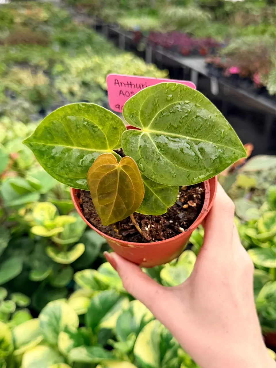 Anthurium AOS x Silver Specific 4” Pot 9054FEP | F thumbnail