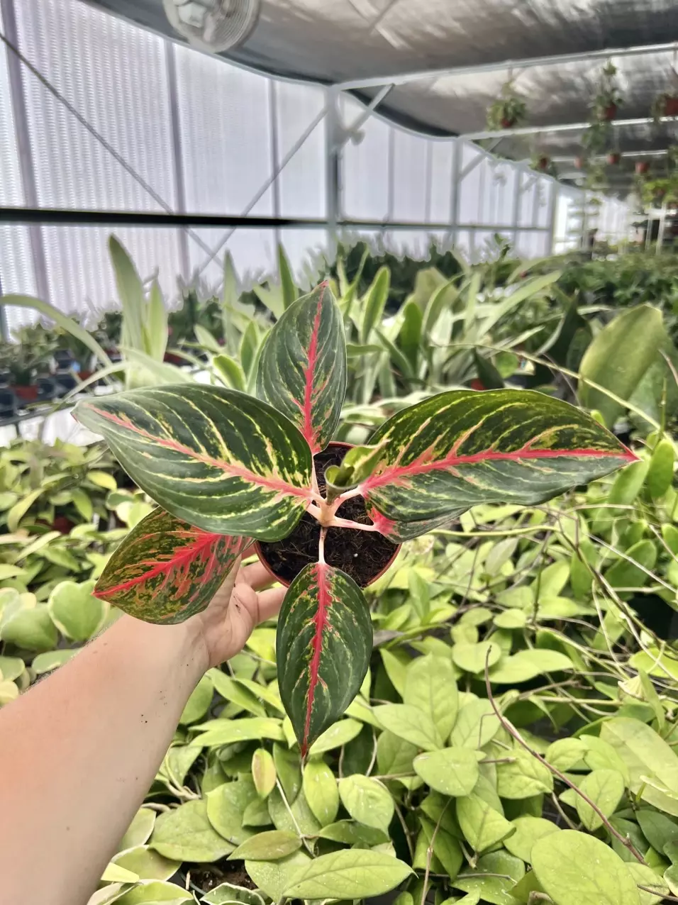 Aglaonema Red Borju 4” pot growers choice thumbnail