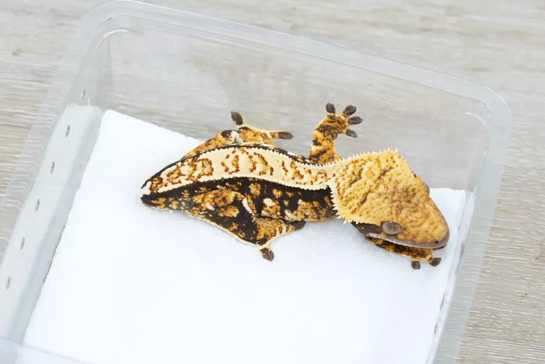 #561 13g npv Midas x NG tri color thumbnail