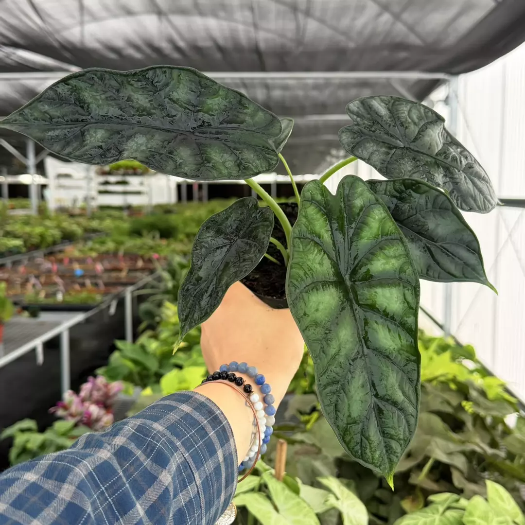 Alocasia Dragon Scale Specific 4” Pot 9118ZSP | F | thumbnail