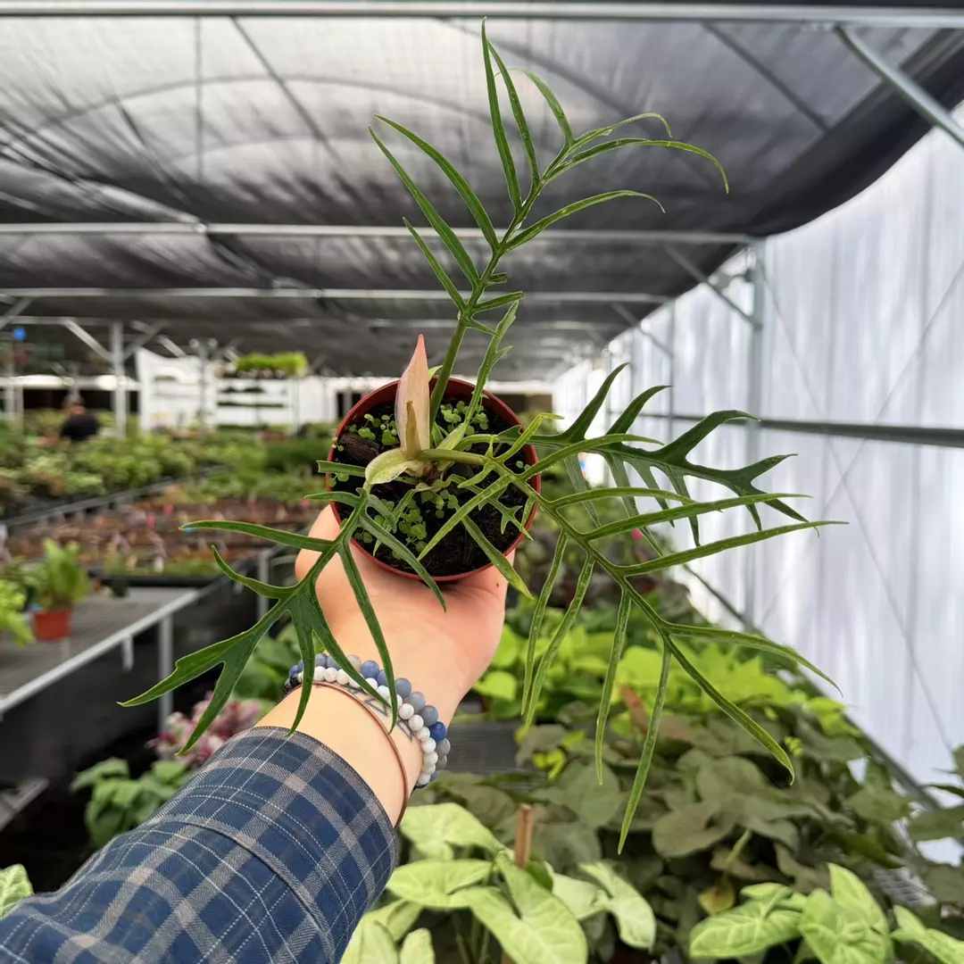 Philodendron Tortum Specific 4” Pot 9122ZSPB| F | thumbnail