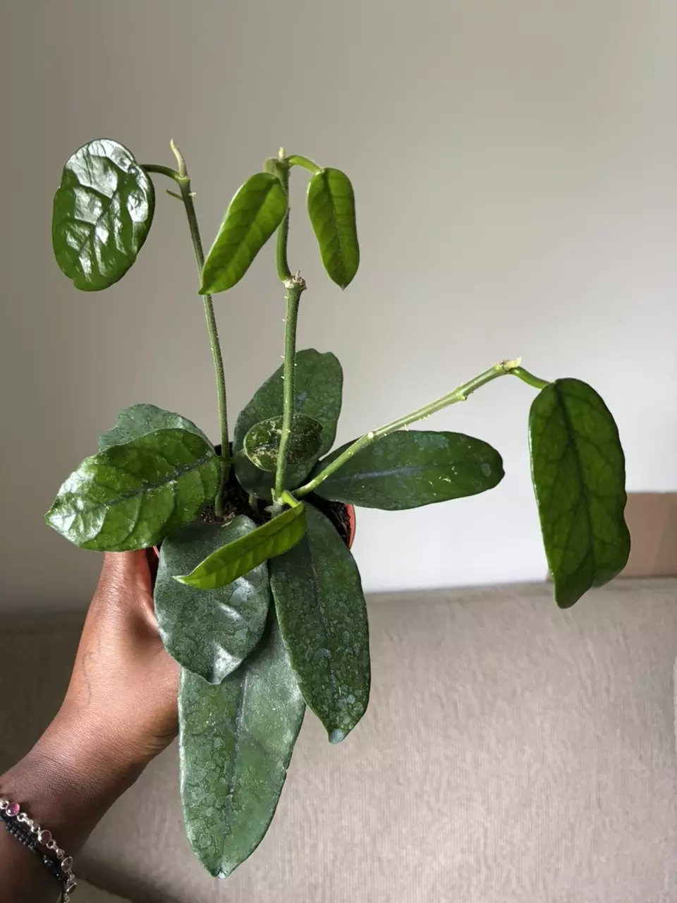 Hoya Globulosa thumbnail