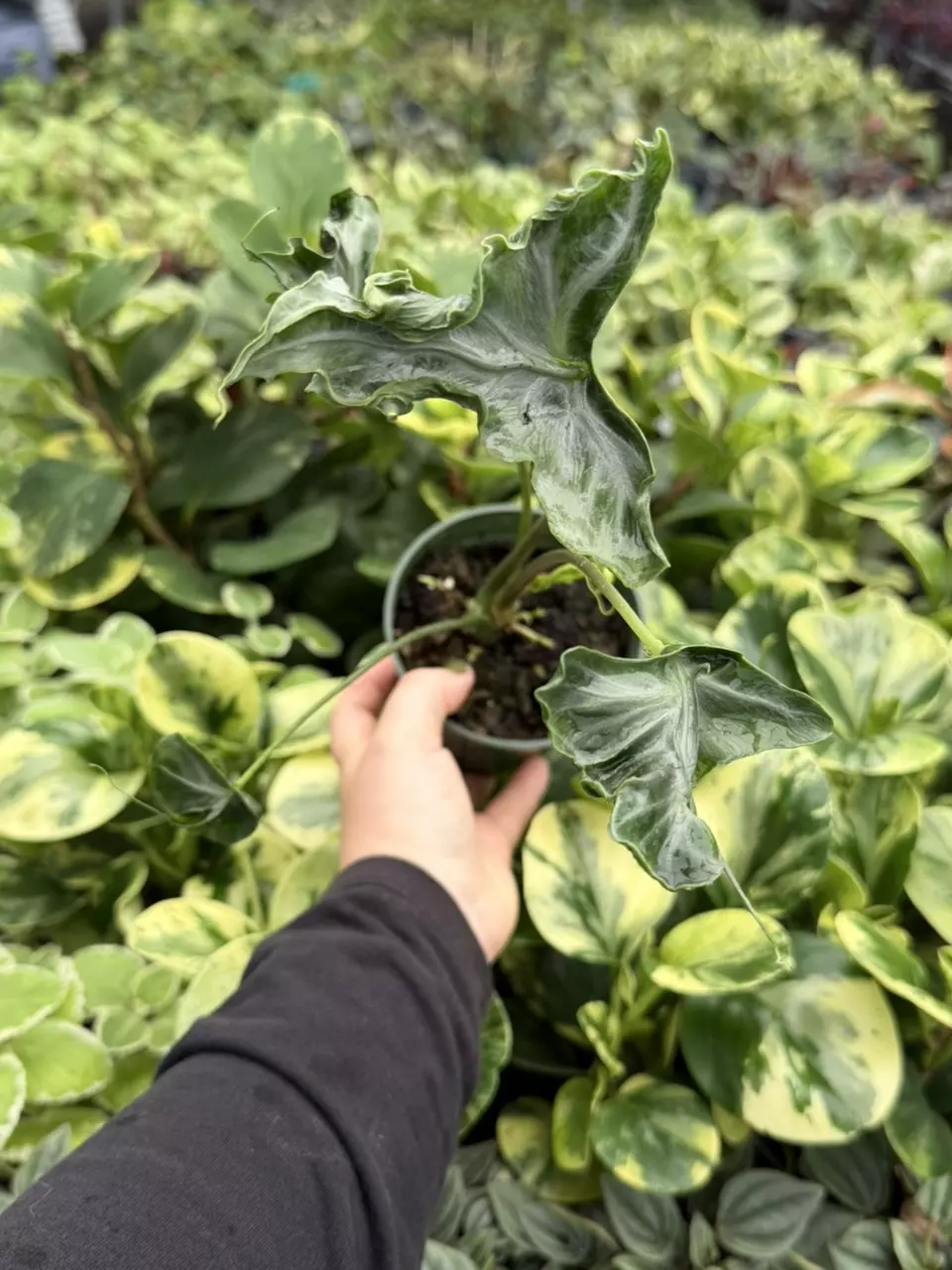 Alocasia Telletubbies Specific 4” Pot 9209LSP | FF thumbnail