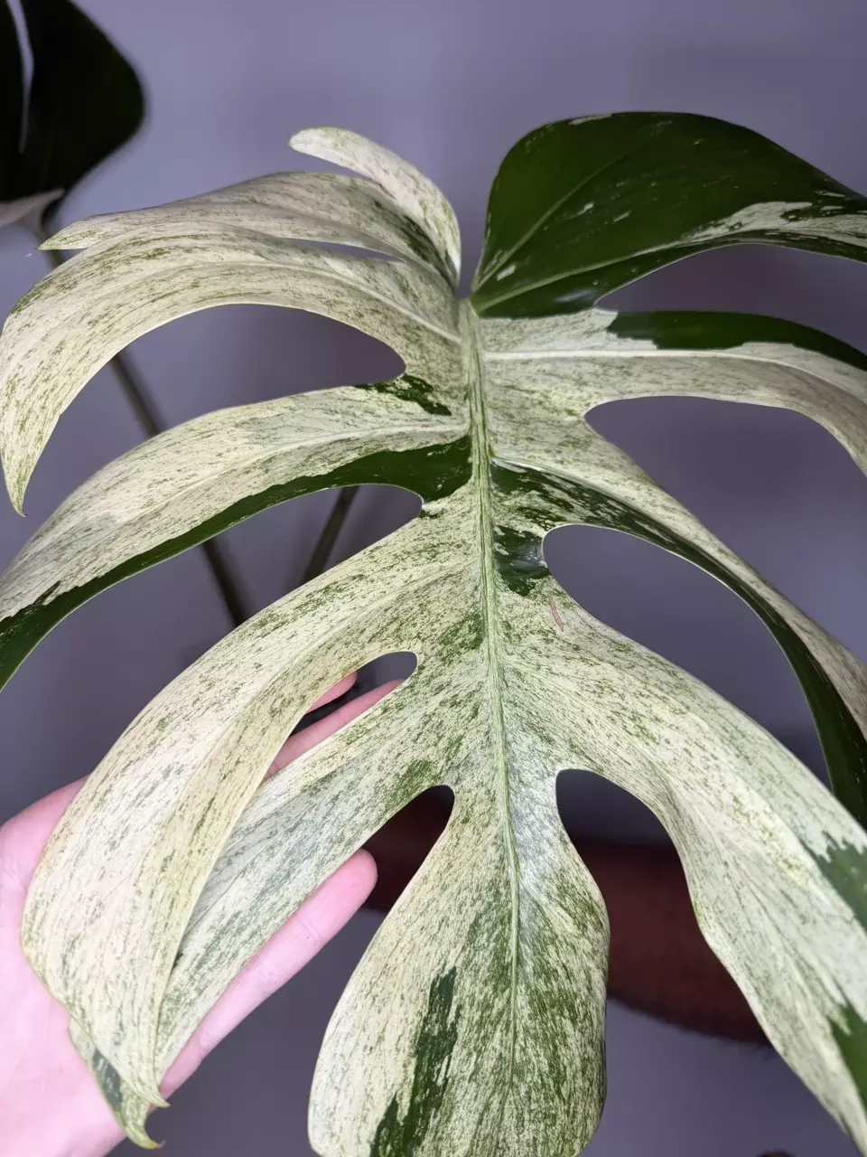 Monstera Jungle Mint NOID - 6” Pot thumbnail