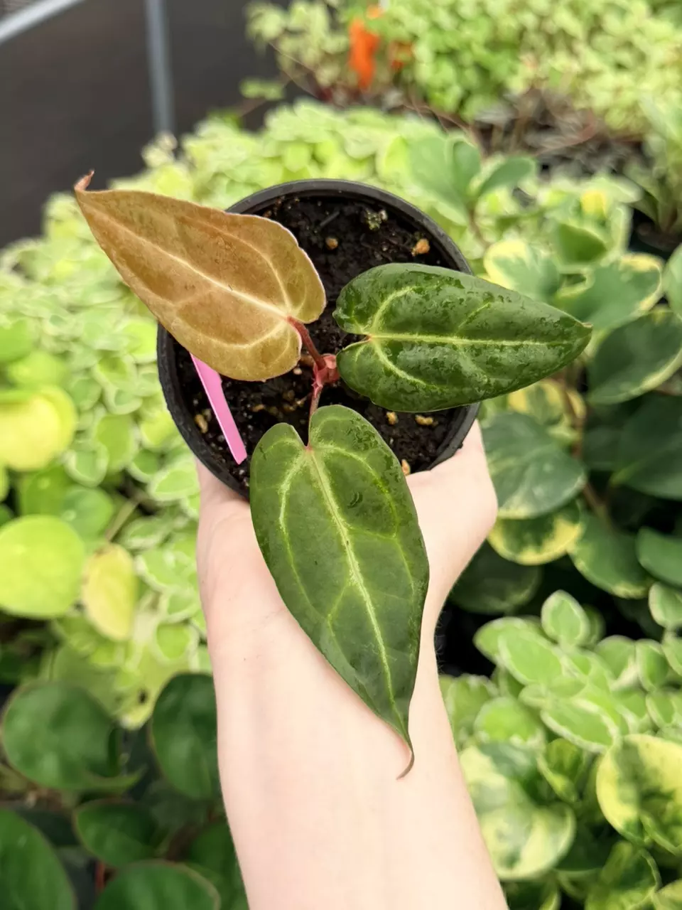 Anthurium Legend x Warocq Specific 4” Pot 9051FEP | F thumbnail