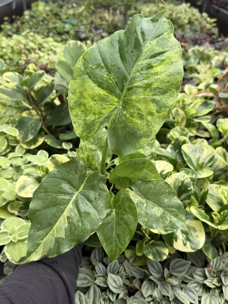 Alocasia Yellow Variegated Gageana Aurea Specific 4” Pot 9205LSP | FF thumbnail